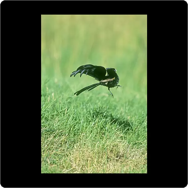 Jackson's Widowbird - male displaying above lek