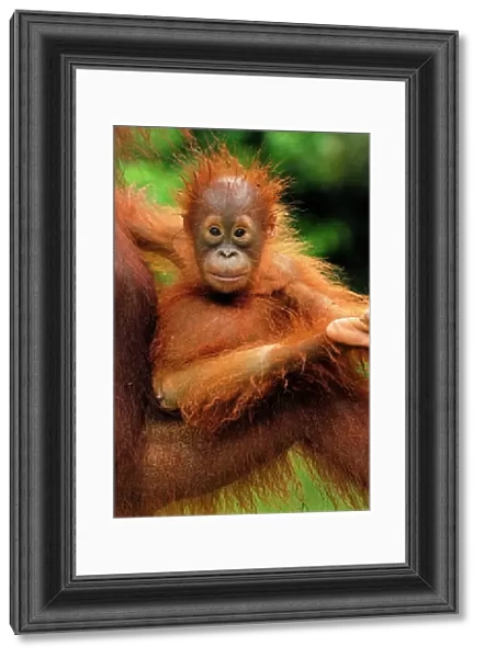 Borneo Orang utan - baby - Camp Leaky - Tanjung Puting N. P. - Kalimantan / Borneo - Indonesia