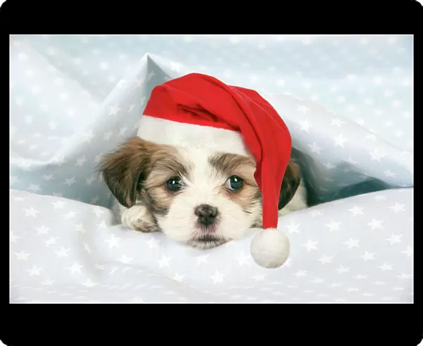 Dog. Teddy bear puppy under blanket with Christmas hat. Digital Manipulation: Hat (JD)