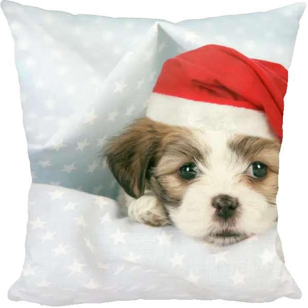 Dog. Teddy bear puppy under blanket with Christmas hat. Digital Manipulation: Hat (JD)