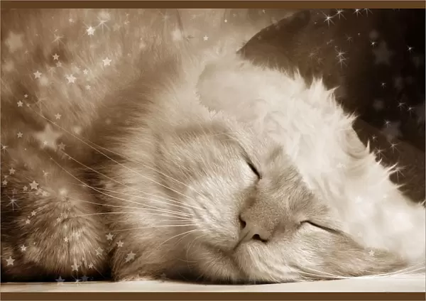 Cat - Red Tabby sleeping Digital Manipulation: Hat (Su), sepia, stars