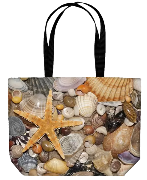 Atlantic Mixed Shells - and starfish on beach, in Coto Donana National Park, Andalucia, South Spain
