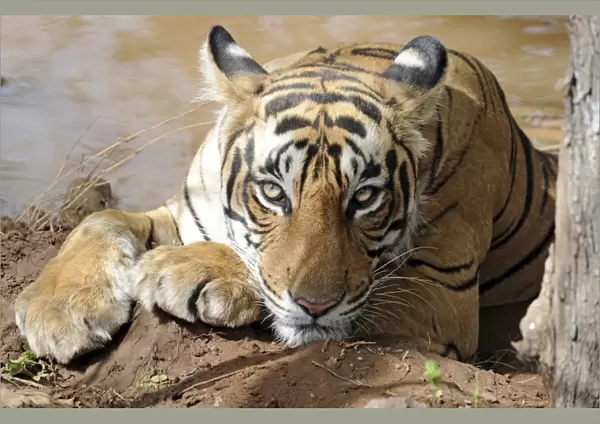 Tiger - resting in water - Ranthambhore National Park - Rajasthan - India