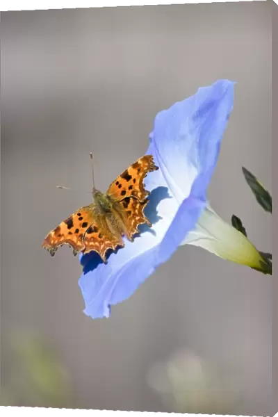 Comma Butterfly - on Morning Glory flower - Norfolk England