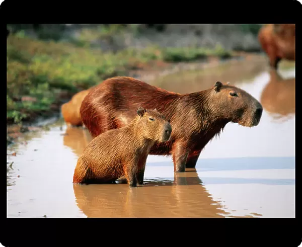 Capybara FG 9573 Mother and young, S. America, Venezuela Hydrochaeris hydrochaeris © Francois Gohier  /  ARDEA LONDON