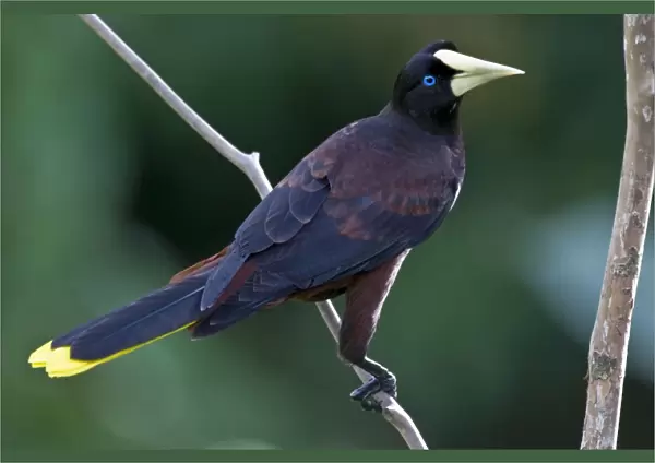 Crested Oropendola - on branch back view - Asa Wright Centre - Trinidad
