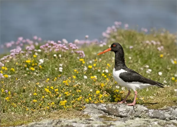 Oystercatcher - on rock - South Uist - Outer Hebrides