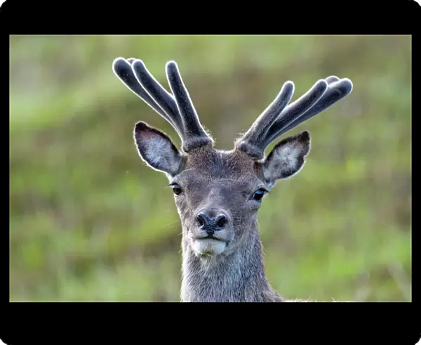 Red Deer - stag in velvet - close up of head - North Uist - Outer Hebrides