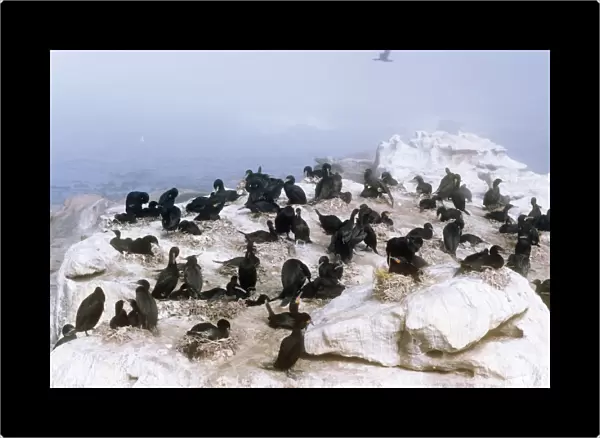 Cape Cormorant - breeding colony
