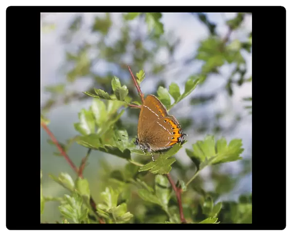 Black Hairstreak Butterfly JAB 3090 Strymonidia pruni © Jack A. Bailey  /  ARDEA LONDON