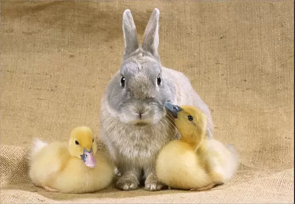 Rabbit - with Muscovy ducklings