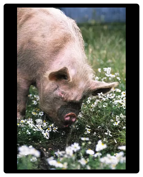 Middle White Pig JD 15717 Pig in daisies © John Daniels  /  ARDEA LONDON