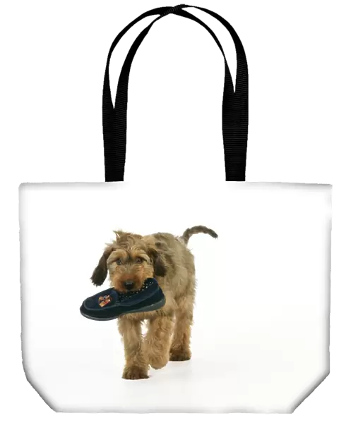 Puppy (Briard) carrying shoe in mouth