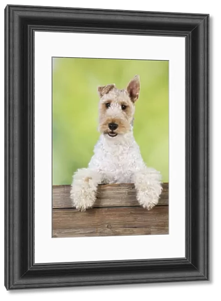 Dog. Wire Fox Terrier looking over wooden fence