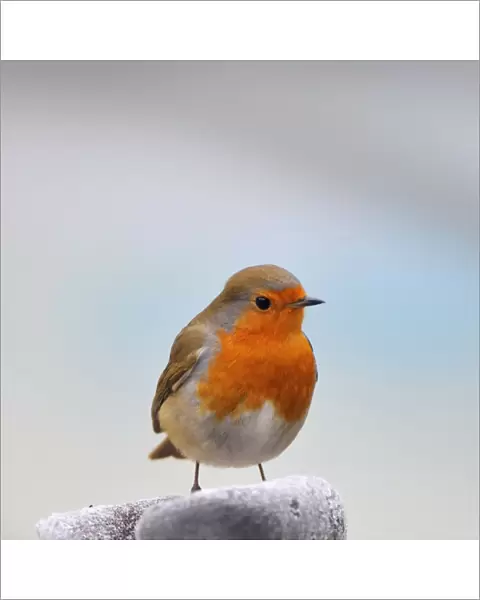 Robin - in frosty scene