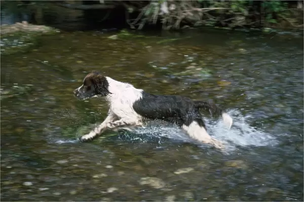 Springer Spaniel Dog - running in water