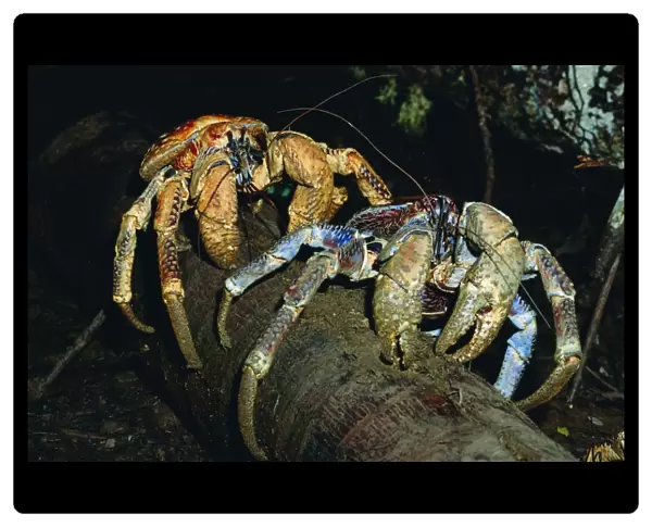 Robber  /  Coconut Crab - Feeding on Arenga palm pith fibres - Christmas Island - Indian Ocean (Australian Territory) JPF35922