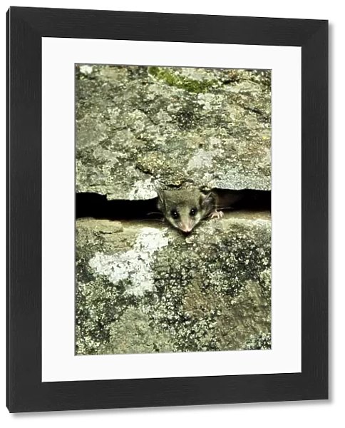 Mountain Pygmy-Possum - Peaking through crevice in rock - Kosciuszko National Park - New South Wales - Australia JPF02736