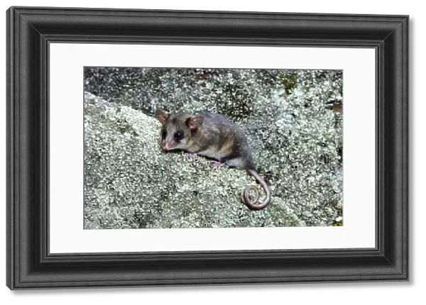 Mountain Pygmy-Possum - On rock - Kosciuszko National Park - New South Wales - Australia JPF02767