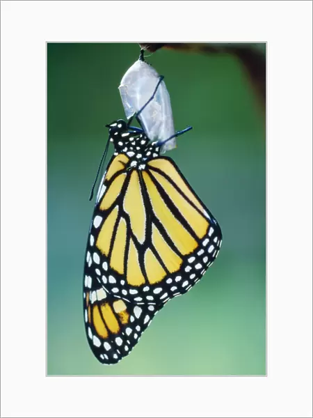 Monarch Butterfly - emerging