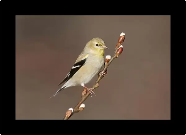 American Goldfinch - male in winter plumage. November, CT USA