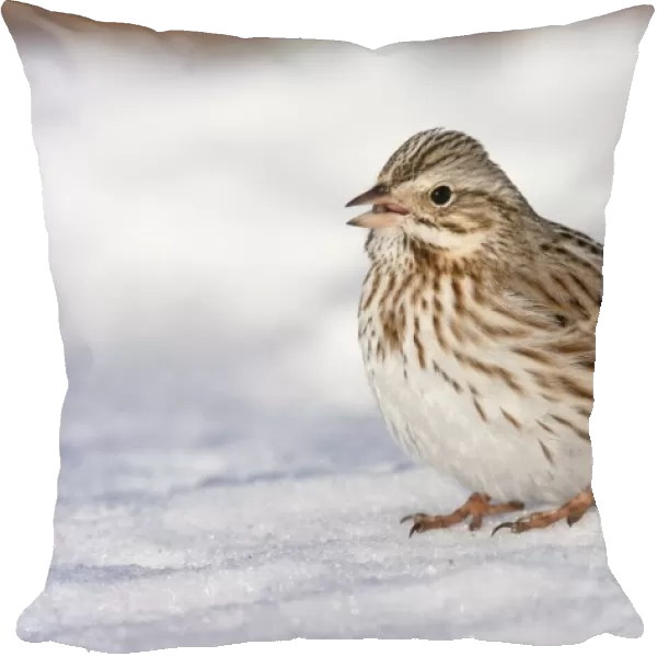 Savannah Sparrow - in snow - Ipswich variety of Savannah formerly known as Passerculus princeps. January - MA - USA