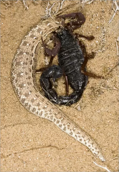 Parabuthus Scorpion - Eating a Sidewinder, after kiliing and dragging it into the undergrowth - Namib Desert -Namibia - Africa This scorpion actively hunts its prey during the day