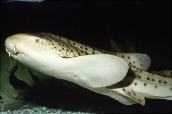 Zebra  /  Leopard Shark Red Sea