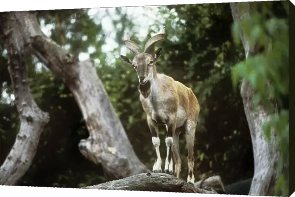 Flare-horned Markhor - male standing on a branch