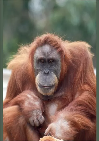 Sumatran Orangutan - female