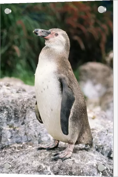Humboldt  /  Peruvian Penguin - juvenile