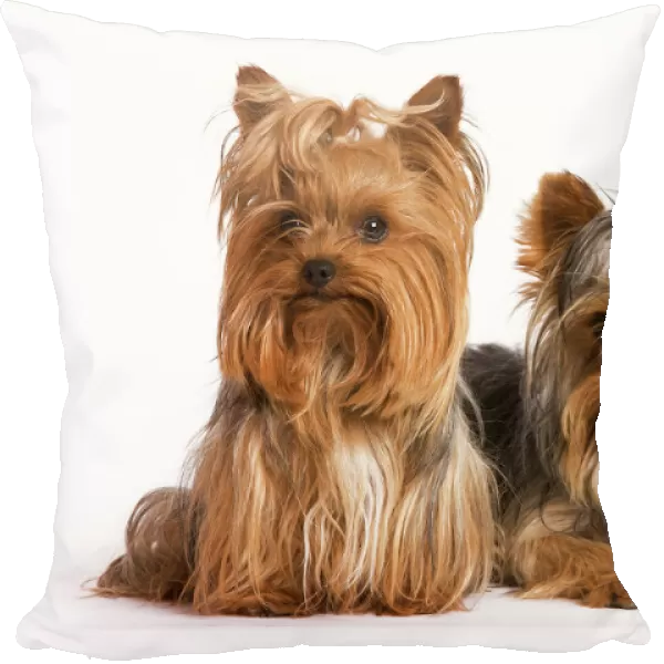 Dog - Yorshire Terrier - two in studio