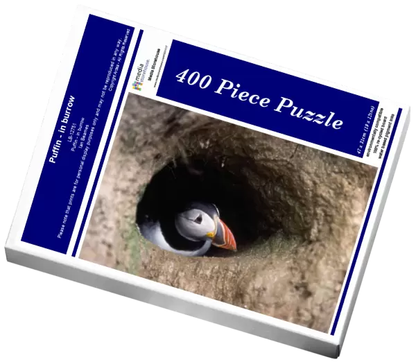 Puffin - in burrow