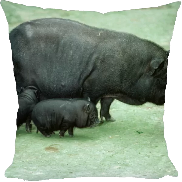 Vietnamese Pot Bellied Pig LB 4537 With Piglets © Ian Beamas  /  ARDEA LONDON