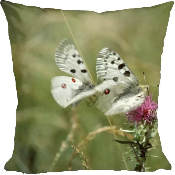 Apollo's Butterfly - mating