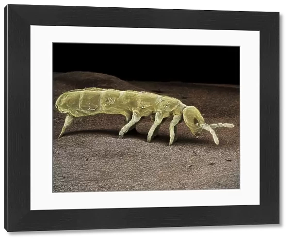 Scanning Electron Micrograph (SEM): Springtail, Order Collembola; Magnification x 150 (A4 size: 29. 7 cm width)