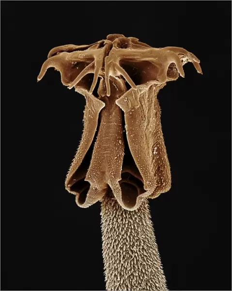 Tapeworm from shark CHI0874
