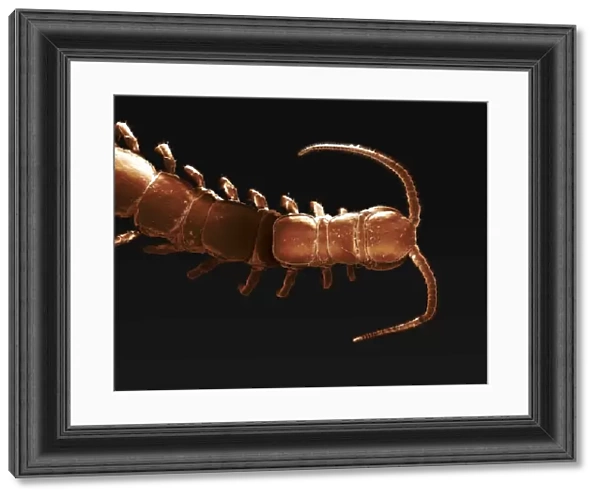 Scanning Electron Micrograph (SEM): Common Centipede; Magnification x 20 (A4 size: 29. 7 cm width)