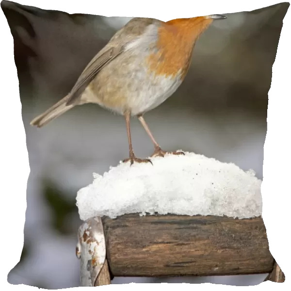 Robin- close up on snow covered spade handle UK