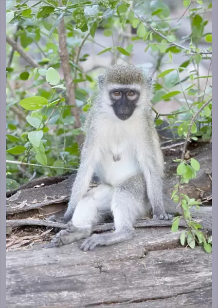 Black-faced Vervet Monkey - Mzima Springs Tsavo East National Park Kenya