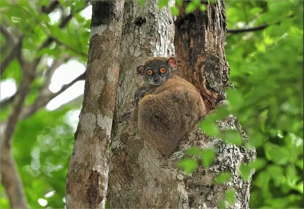 Ankarana Sportive Lemur - in tree with young - Ankarana National Park - Northern Madagascar