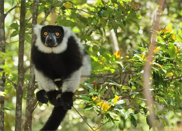 Black-and-white Ruffed Lemur - Toamasina  /  Tamatave - Eastern Madagascar