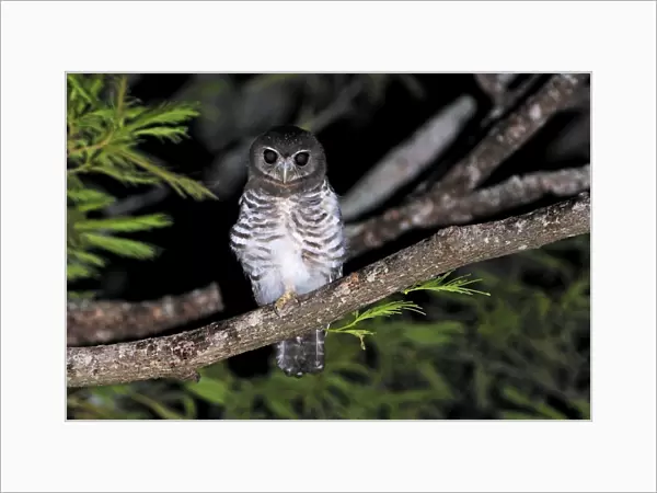 White-browed Hawk-Owl - Berenty Private Reserve - Southern Madagascar