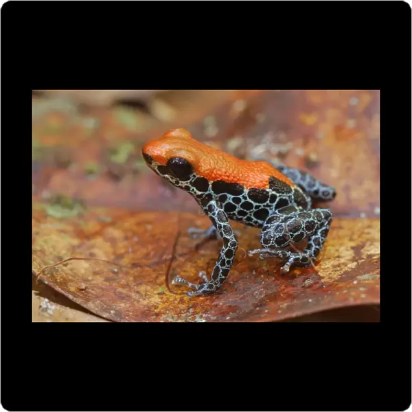 Reticulated Poison Dart Frog - Allpahuayo Mishana National Reserve - Iquitos - Peru