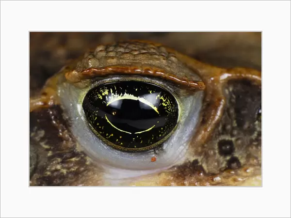 Marine Toad  /  Cane toad - close-up of eye - San Cipriano Reserve - Cauca - Colombia