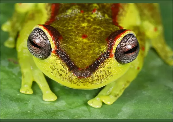 Treefrog - colour at night - San Cipriano Reserve - Cauca - Colombia