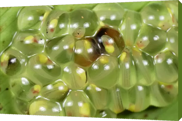 Eggs with fully developed tadpoles of Fleischmann's Glass Frog - San Cipriano Reserve - Cauca - Colombia