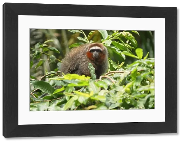 Coppery Titi  /  Red Titi Monkey - Amacayacu Nationalpark - Colombia