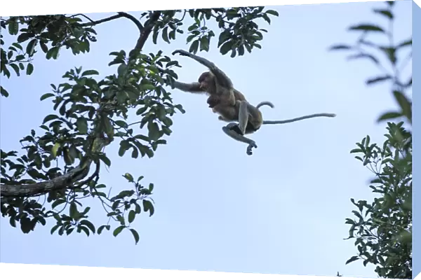 Proboscis Monkey - female with baby jumping - Tanjung Puting national park - Kalimantan - Indonesia - Sabah - Borneo - Malaysia
