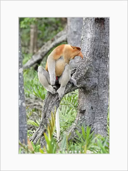 Proboscis Monkey - male with mouth open - Kinabatangan river - Sabah - Borneo - Malaysia - Sabah - Borneo - Malaysia